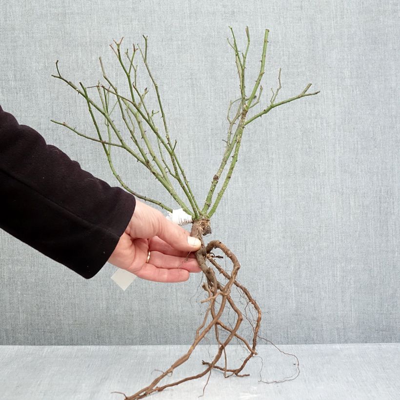 Exemplar von Rosa Little White Pet - Historische Rose Wurzelnackt wie im Winter geliefert