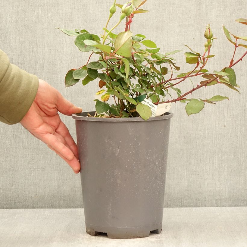 Exemplar von Rosa chinensis Louis XIV - Historische Rose Topf mit 4L/5L wie im Frühjahr geliefert