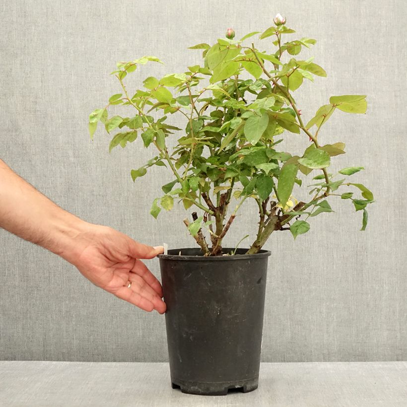 Example of Rosa Madame Ernest Calvat - Historische Rose Topf mit 4L/5L as you get in ete