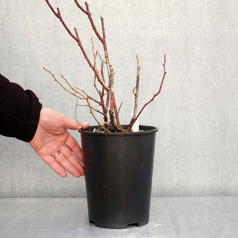 Exemplar von Rosa Madame Ernest Calvat - Historische Rose Topf mit 4L/5L wie im Winter geliefert