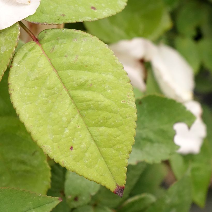 Rosa Madame Ernest Calvat - Historische Rose (Foliage)