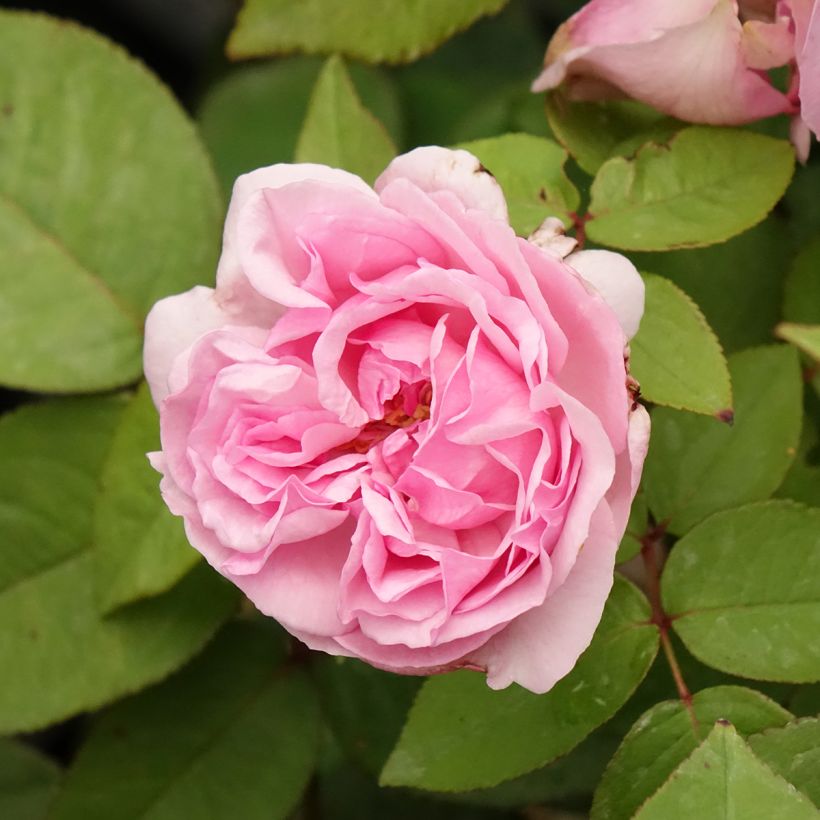 Rosa Madame Ernest Calvat - Historische Rose (Flowering)