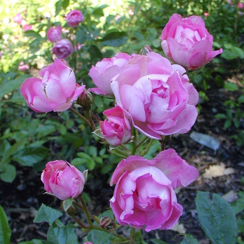 Rosa polyantha Maman Turbat - Historische Rose (Flowering)