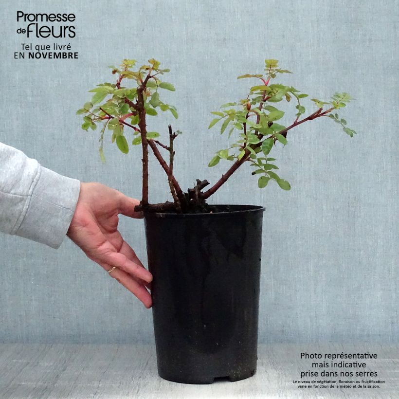 Example of Rosa moyesii Marguerite Hilling - Historische Rose Topf mit 4L/5L as you get in automne