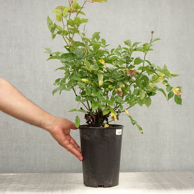 Example of Rosa polyantha Marie Pavie - Historische Rose Topf mit 4L/5L as you get in ete