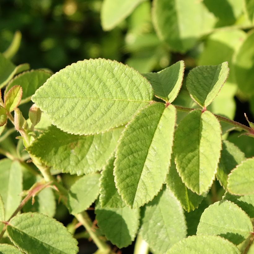 Rosa Mme Hardy - Zentifolie Rose (Foliage)