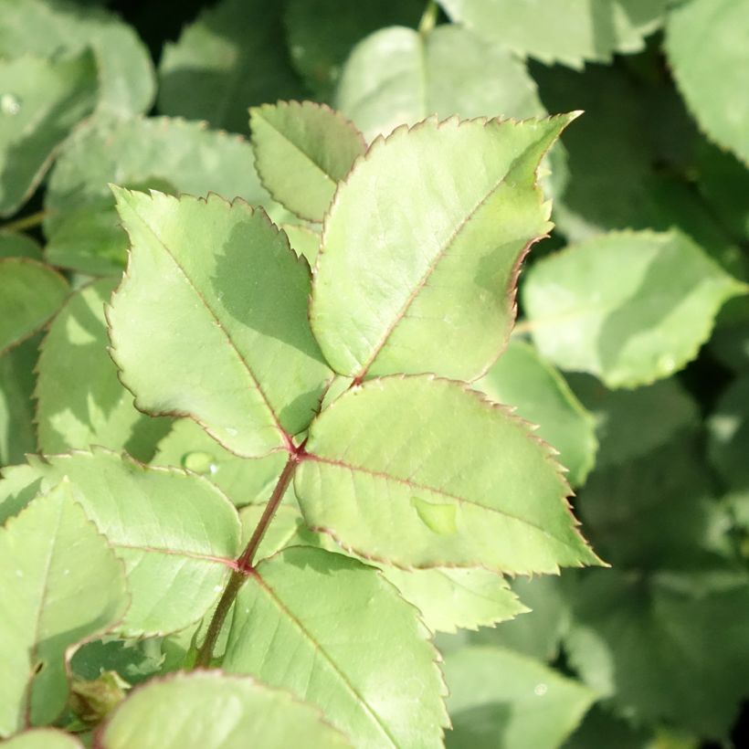 Rosa Mme Issac Pereire - Historische Rose (Foliage)