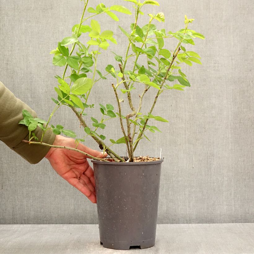 Exemplar von Rosa centifolia Salet - Historische Rose Topf mit 4L/5L wie im Frühjahr geliefert