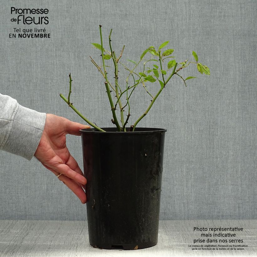 Example of Rosa moschata Mozart - Moschus-Rose Topf mit 3L/4L as you get in automne