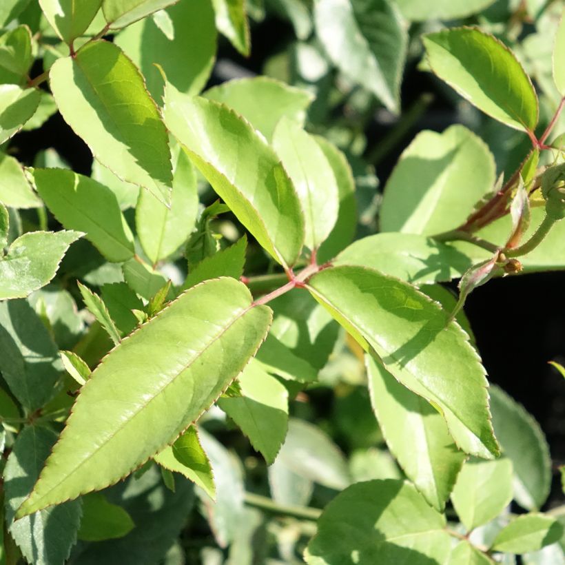 Rosa chinensis Old Blush - Historische Rose (Foliage)