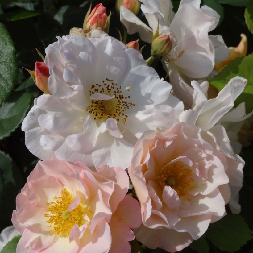 Rosa moschata Pénélope - Moschus-Rose (Flowering)