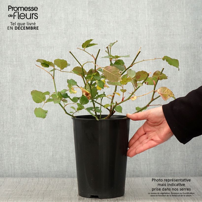 Example of Rosa moschata Pénélope - Moschus-Rose Topf mit 4L/5L as you get in automne