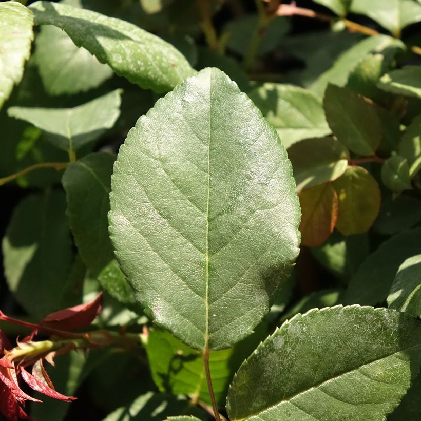 Rosa Perle d'or - Historische Rose (Foliage)