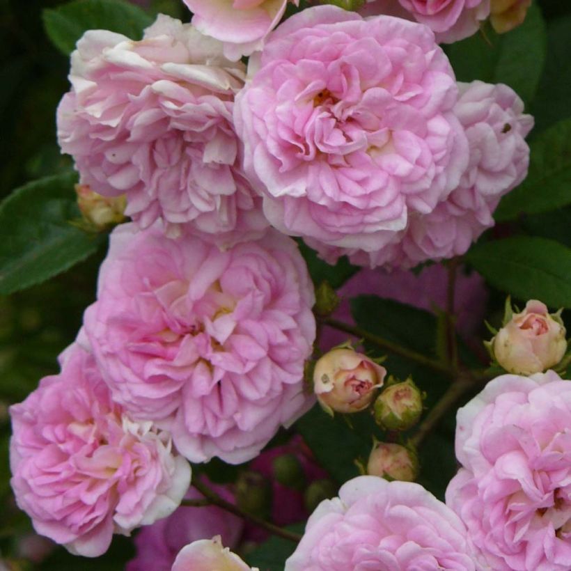 Rosa multiflora Pink Ghislaine de Féligonde - Historische Rose (Flowering)