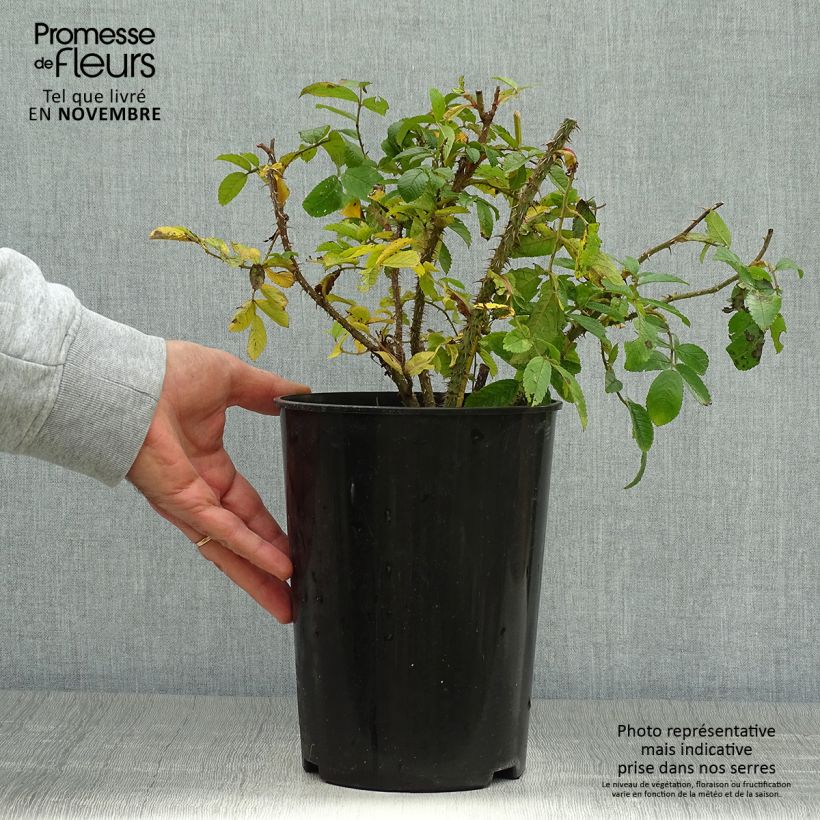 Example of Rosa rugosa Pink Grootendorst - Apfelrose Topf mit 4L/5L as you get in automne