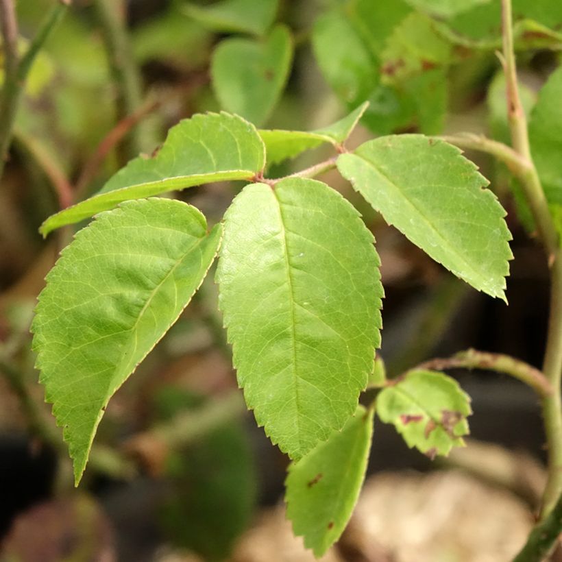 Rosa Raubritter - Historische Rose (Foliage)