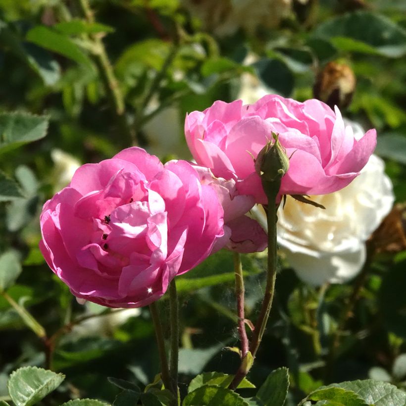 Rosa Raubritter - Historische Rose (Blüte)