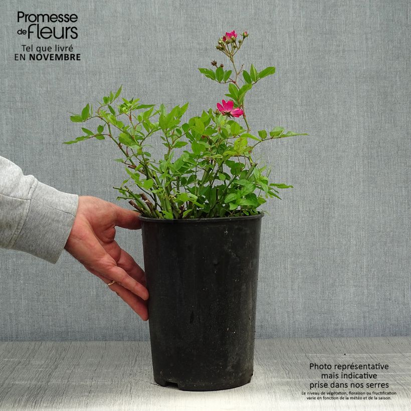 Example of Rosa polyantha Red Ballerina - Historische Rose Topf mit 4L/5L as you get in automne