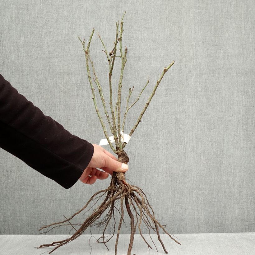 Exemplar von Rosa Rose de Rescht - Historische Rose Wurzelnackt wie im Winter geliefert