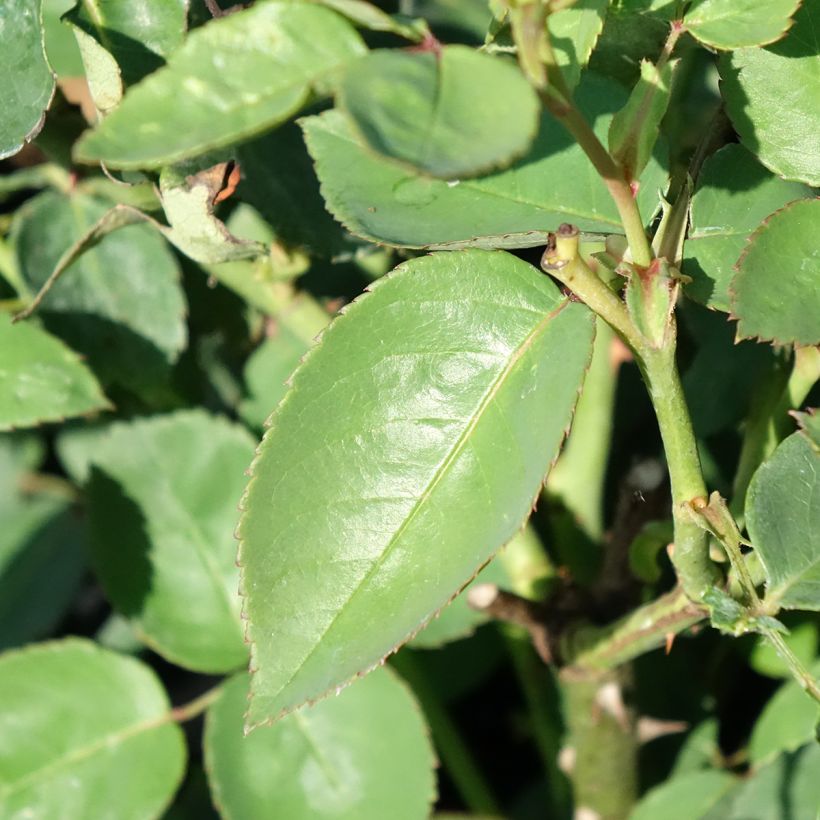 Rosa Souvenir de la Malmaison - Historische Rose (Foliage)