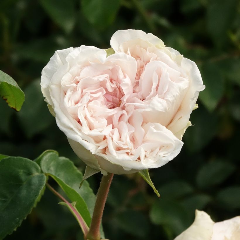 Rosa Souvenir de la Malmaison - Historische Rose (Blüte)