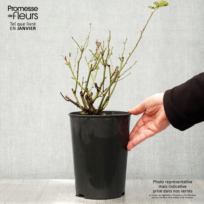 Exemplar von Rosa Souvenir du Dr Jamain - Historische Rose Topf mit 4L/5L wie im Winter geliefert