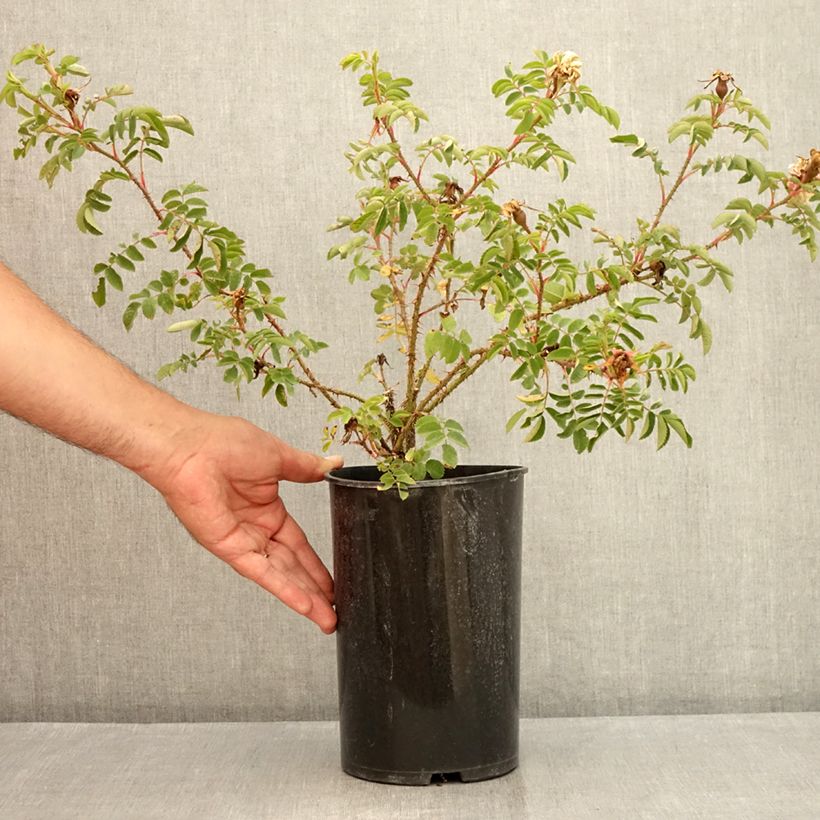 Example of Rosa pimpinellifolia Stanwell Perpetual - Dünenrose Topf mit 4L/5L as you get in ete