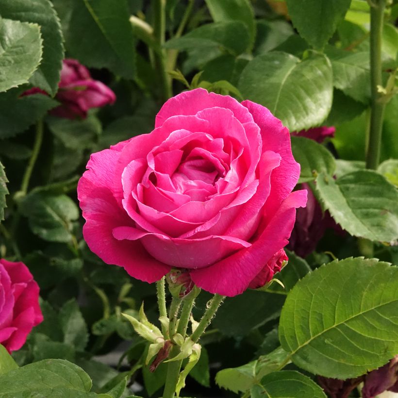 Rosa Ulrich Brunner fils - Historische Rose (Blüte)