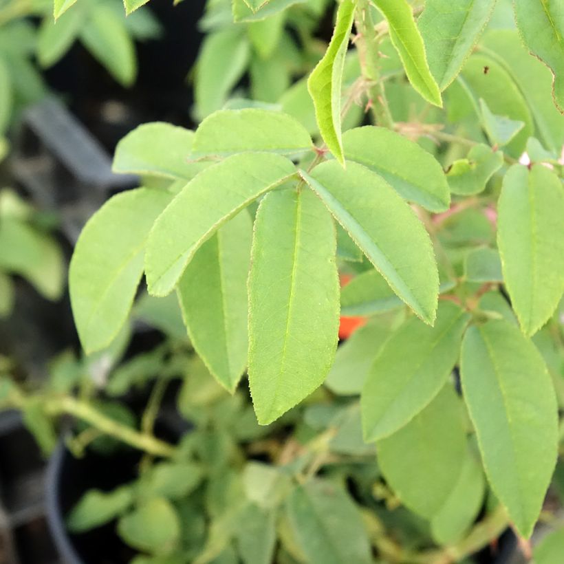 Rosa Variegata di Bologna - Historische Rose (Foliage)