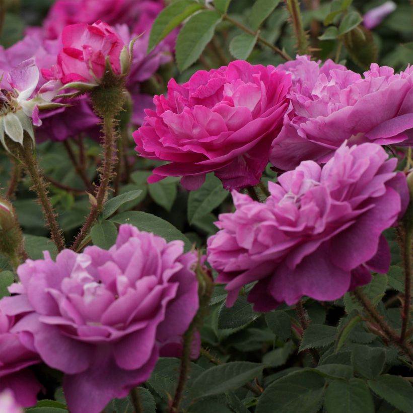 Rosa Centifolia Muscosa William Lobb - Zentifolie (Flowering)