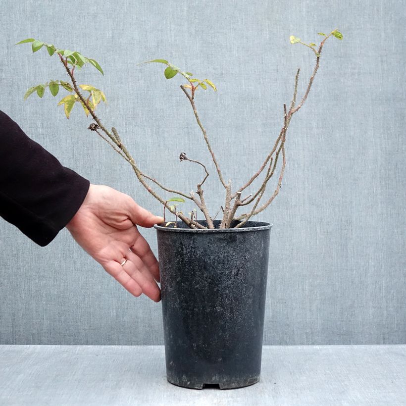Exemplar von Rosa Centifolia Muscosa William Lobb - Zentifolie Topf mit 4L/5L wie im Herbst geliefert