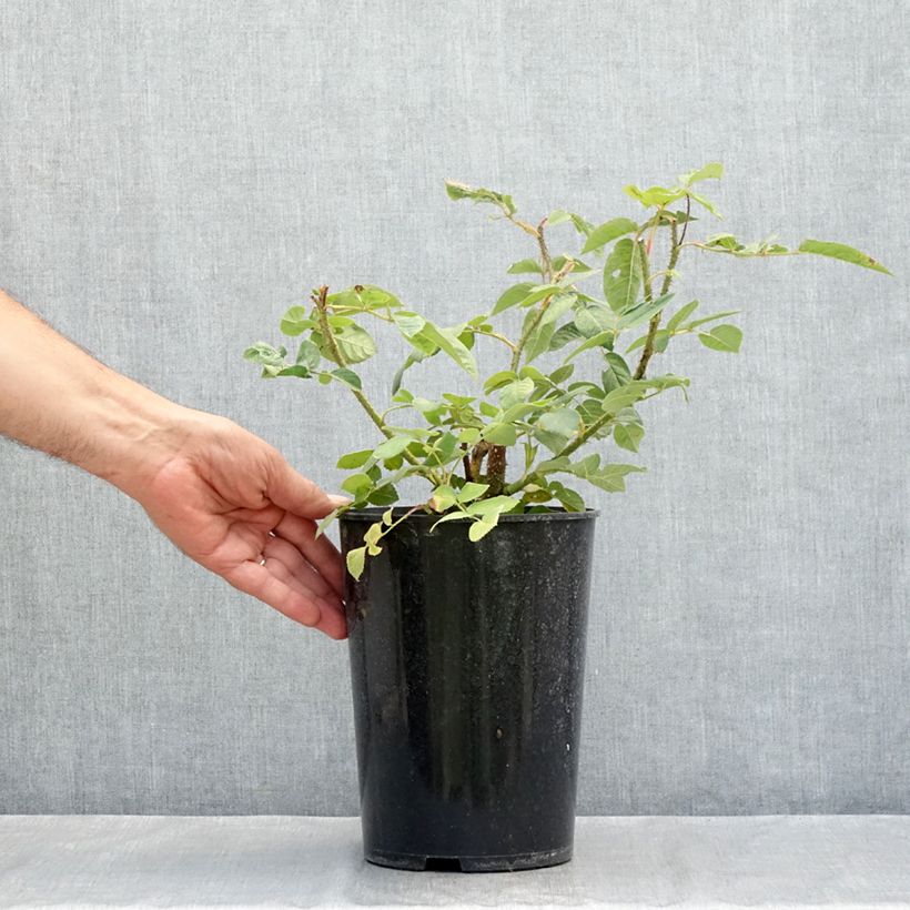 Example of Rosa Centifolia Muscosa William Lobb - Zentifolie Topf mit 4L/5L as you get in ete