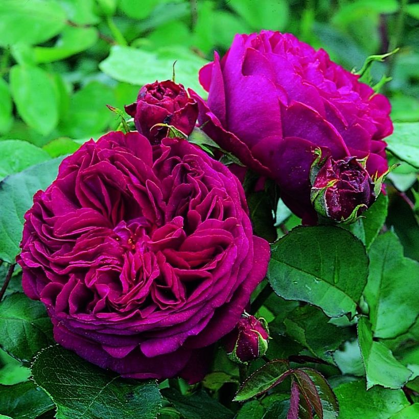 Rosa Falstaff - David Austin Rose - Englische Rose (Flowering)
