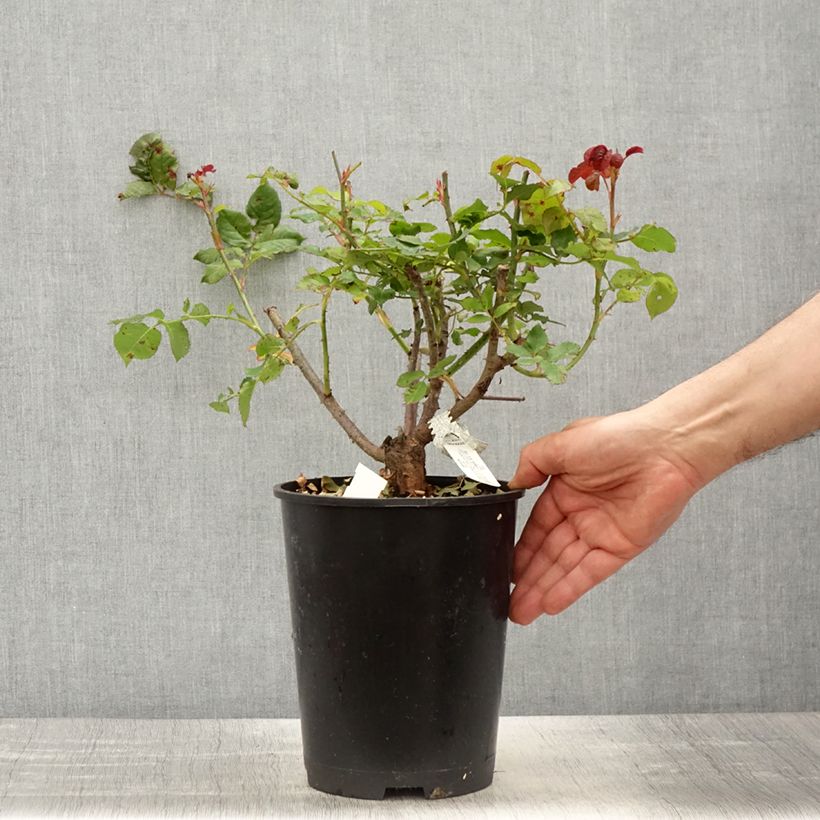 Example of Rosa Gabriel Oak - David Austin Rose - Englische Rose Topf mit 4L/5L as you get in printemps