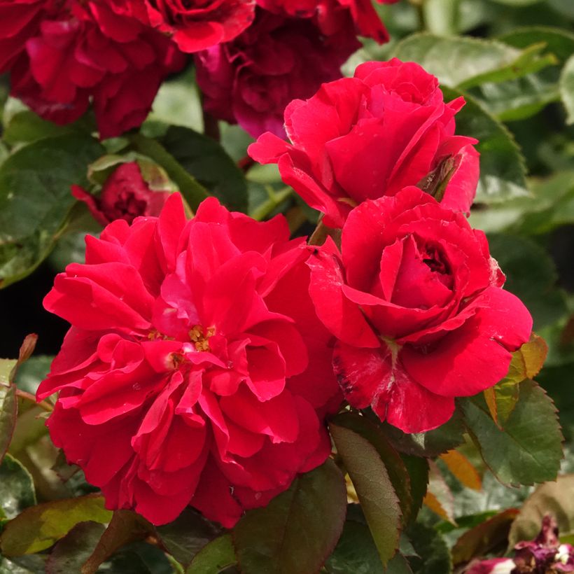 Rosa Hamlet Harfervour - Englische Rose (Blüte)