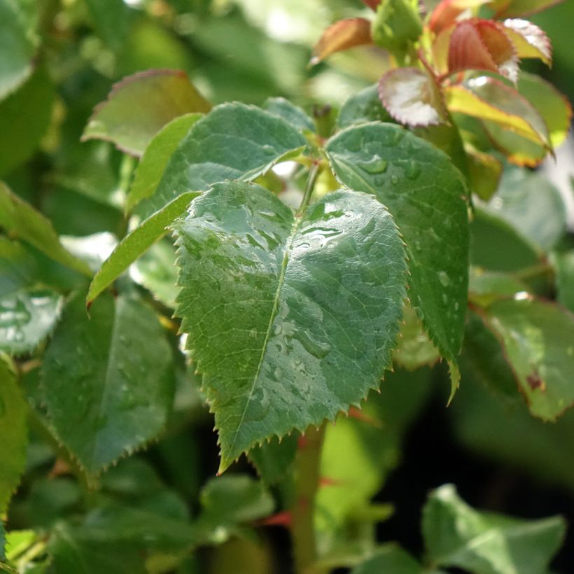 Rosa English Legend Hyde Park - Englische Rose (Foliage)