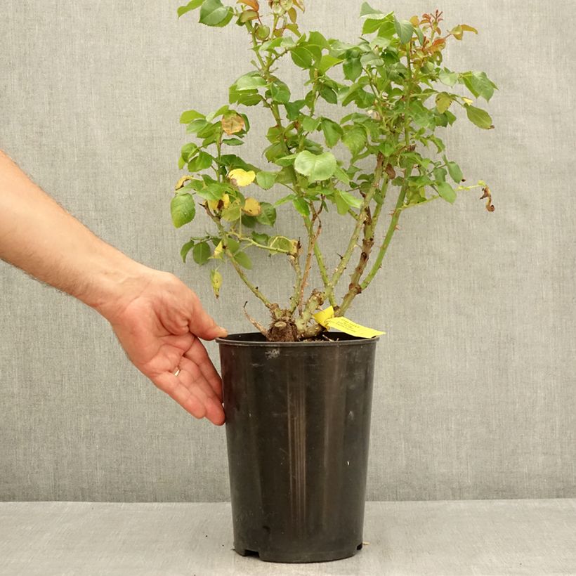 Example of Rosa English Legend Hyde Park - Englische Rose Topf mit 4L/5L as you get in ete