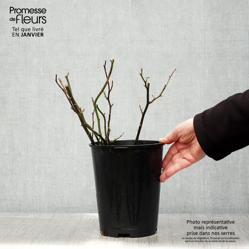 Exemplar von Rosa English Legend Hyde Park - Englische Rose Topf mit 4L/5L wie im Winter geliefert