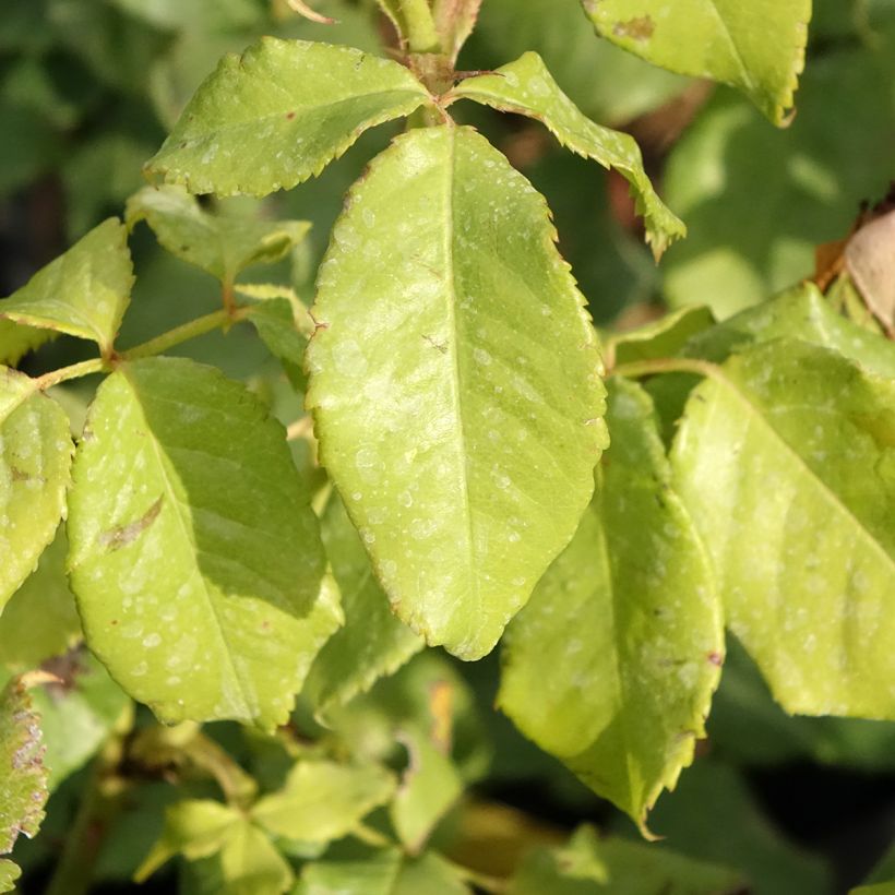 Rosa English Legend Sir Lancelot - Englische Rose (Foliage)