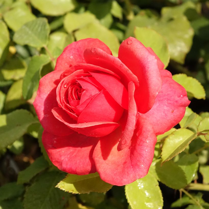 Rosa English Legend Sir Lancelot - Englische Rose (Flowering)