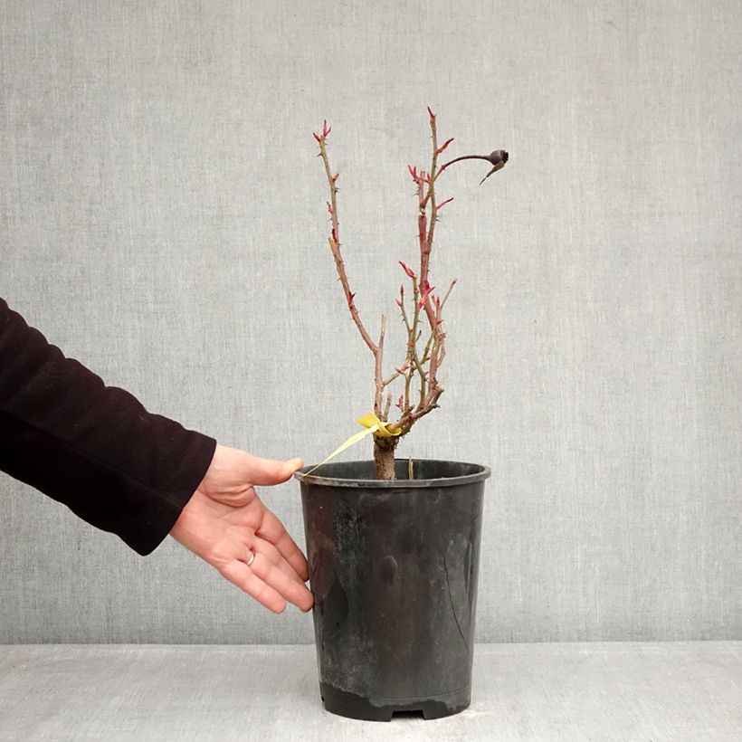 Exemplar von Rosa English Legend Sir Lancelot - Englische Rose Topf mit 4L/5L wie im Winter geliefert