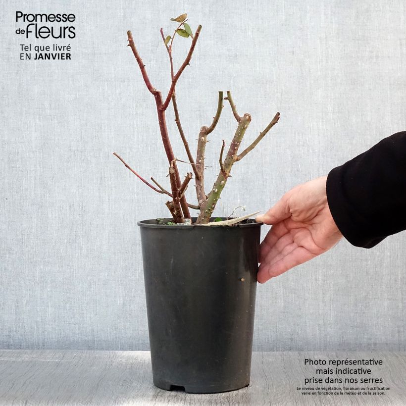 Example of Rosa Eustacia Vye - David Austin Rose - Englische Rose Topf mit 4L/5L as you get in hiver