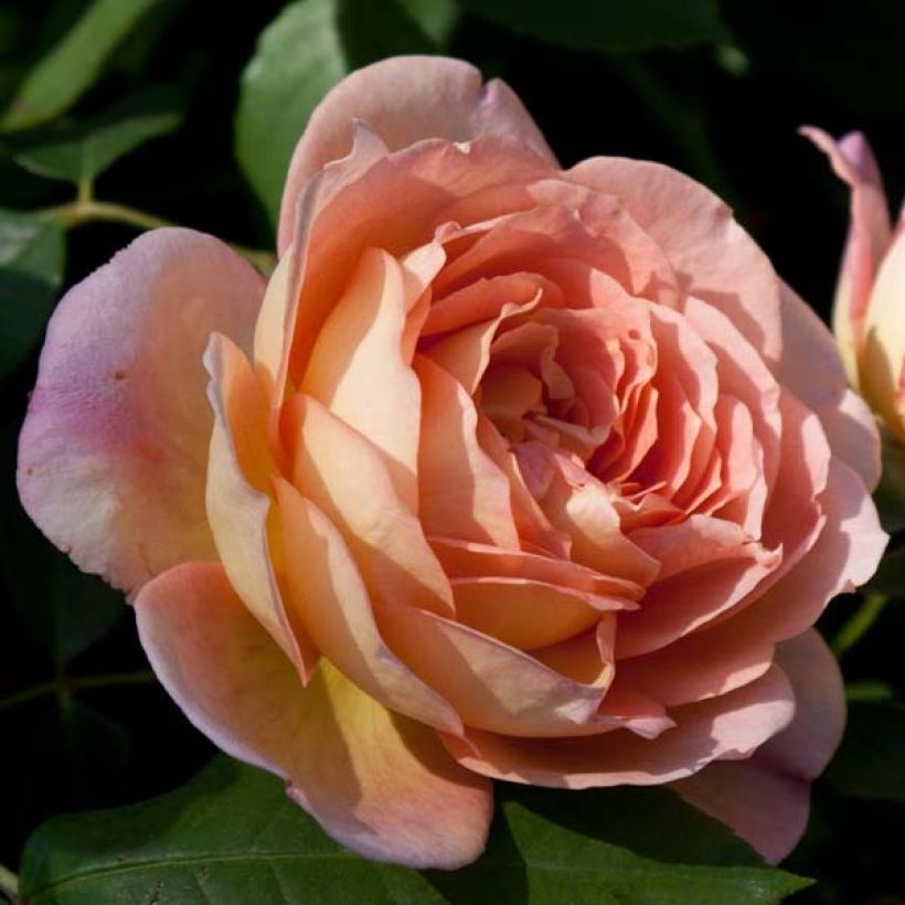 Stammrose David Austin Lady Of Shalott (Flowering)