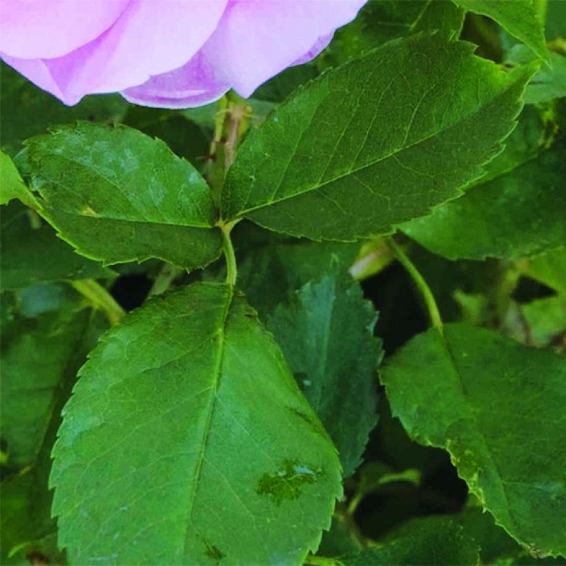 Rosa The Lady's Blush - Englische Rose (Foliage)