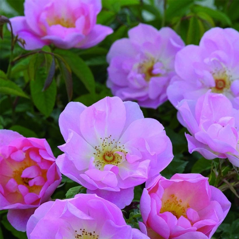 Rosa The Lady's Blush - Englische Rose (Flowering)