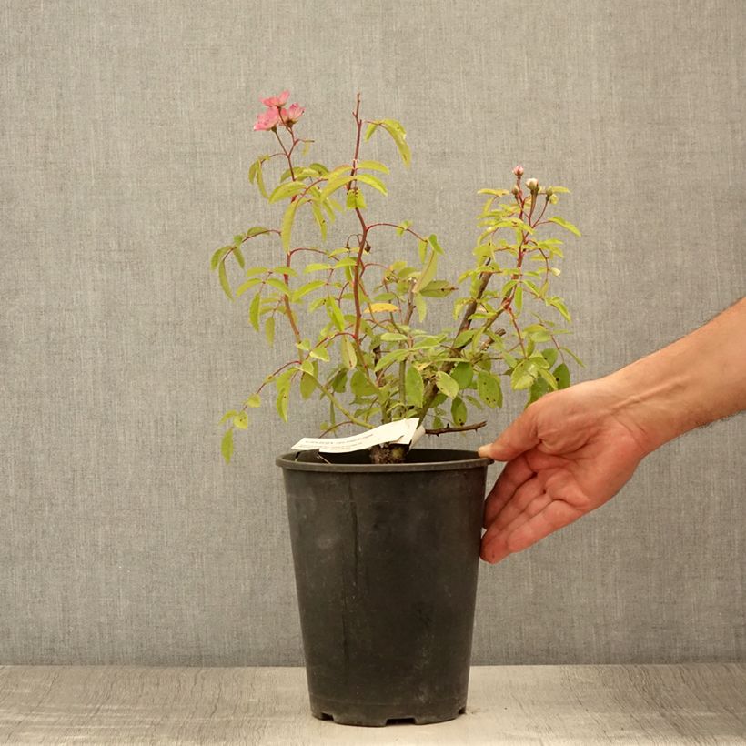 Exemplar von Rosa moschata Alden Biesen - Moschus-Rose Topf mit 4L/5L wie im Sommer geliefert