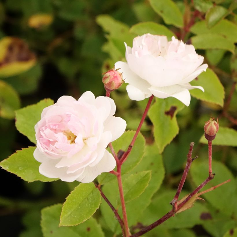 Rosa moschata Annelies - Moschus-Rose (Flowering)