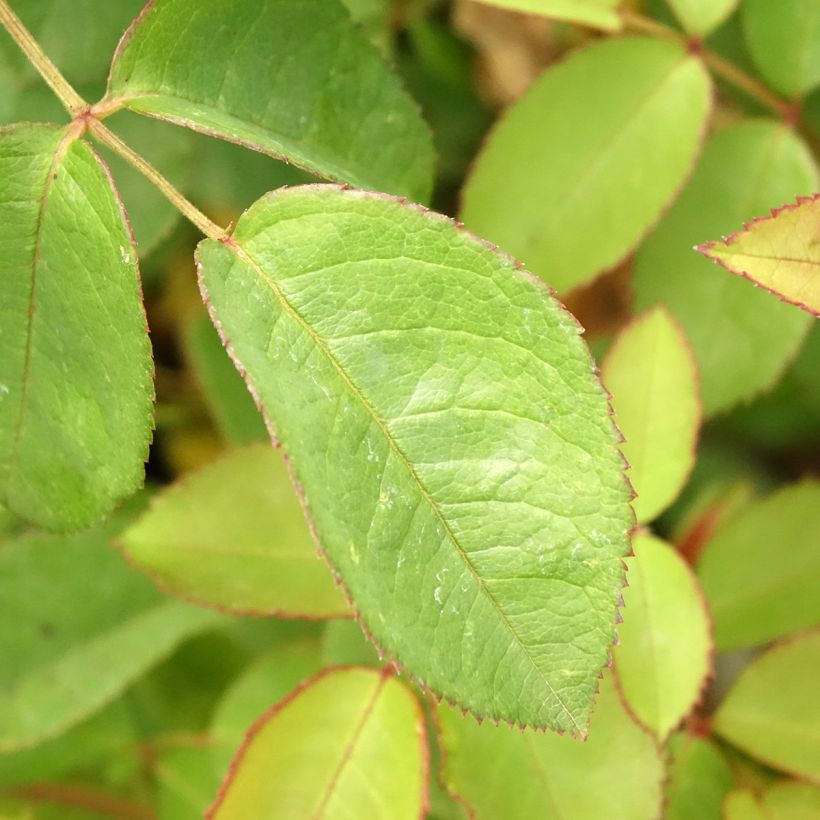 Rosa moschata Apricot Bells - Moschus-Rose (Foliage)