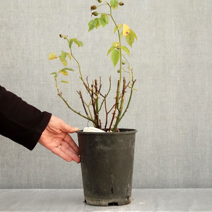 Exemplar von Rosa moschata Apricot Bells - Moschus-Rose Topf mit 4L/5L wie im Herbst geliefert