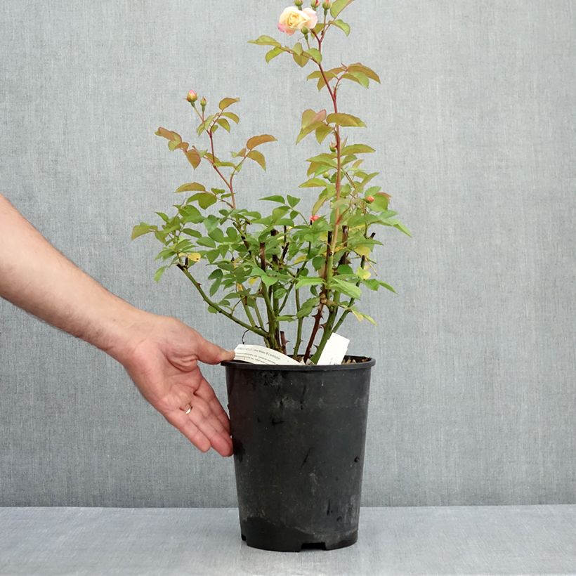 Example of Rosa moschata Apricot Bells - Moschus-Rose Topf mit 4L/5L as you get in ete